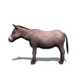 Farm animals - donkey - isolated on white background Royalty Free Stock Photo