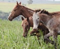 Farm animals: A donkey and two horses Royalty Free Stock Photo