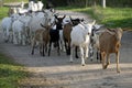 Farm animals. Funny goats and kids. A day in the village.