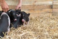 Farm animals : Funny spotted piglet, Cute baby Pot-bellied pigs in a farm. Royalty Free Stock Photo