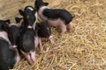 Farm animals : Funny spotted piglet, Cute baby Pot-bellied pigs in a farm. Royalty Free Stock Photo