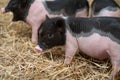 Farm animals : Funny spotted piglet, Cute baby Pot-bellied pigs in a farm.