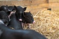 Farm animals : Funny spotted piglet, Cute baby Pot-bellied pigs in a farm.