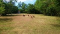 Farm animals grass field, goats running