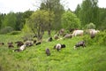 Farm animals grazing cows and sheep in a spring field Royalty Free Stock Photo