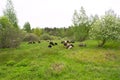 Farm animals grazing cows and sheep in a spring field Royalty Free Stock Photo