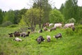 Farm animals grazing cows and sheep in a spring field Royalty Free Stock Photo