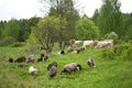 Farm animals grazing cows and sheep in a spring field Royalty Free Stock Photo