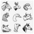 Farm animals. Head of a domestic horse pig goat cow alpaca llama rabbit sheep. Logos or emblems for signboard. Set of Royalty Free Stock Photo