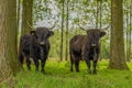 Farm Animals - Highland Cattle