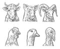 Farm animals icon set. Heads pig, cow, chicken, goose, turkey and goat