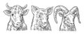 Farm animals icon set. Pig, cow and goat heads isolated on white background. Royalty Free Stock Photo