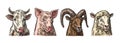 Farm animals icon set. Pig, cow, sheep and goat heads