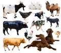 Farm animals. Isolated over white background Royalty Free Stock Photo