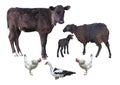 Farm animals isolated over white - calf, sheep, lamb, chicken, d Royalty Free Stock Photo