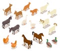 Farm animals isometric. Horse and dog, cat and goose, chicken and goat, ram and duck, donkey. Domestic animals vector 3d
