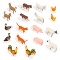 Farm animals isometric. Set of domestic animals in 3d flat back and front view. Cute game characters. Cow and dog, cat Royalty Free Stock Photo