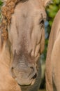 Farm Animals - Konik Horse Royalty Free Stock Photo