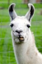 Farm Animals - Lama Royalty Free Stock Photo