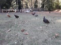 The population of the farm animals in the park of Akbuk restaurant in Zonguldak