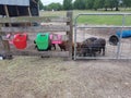 Farm animals Ranch pigs animal