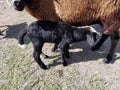 Farm animals Ranch pigs animal sheep black baby newborn