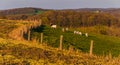 Farm animals on the rolling hills and fields of Southern York Co Royalty Free Stock Photo