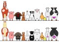 Farm animals in a row, front and back