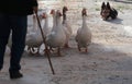 Farm animals during Saint anthony animals blessing day