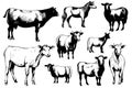 Farm animals. Set of vector sketches on a white background. Royalty Free Stock Photo