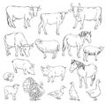 Farm animals Royalty Free Stock Photo