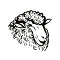 Farm animals. sheep head sketch Royalty Free Stock Photo