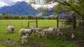 Farm animals sheep and lambs on green grass by mountains Royalty Free Stock Photo