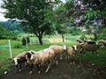 Farm animals. Slovenia. Farm in the mountains. Royalty Free Stock Photo