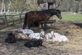 Farm animals spending relaxing time together, horses and goats in springtime Royalty Free Stock Photo