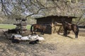 Farm animals spending relaxing time together, horses and goats in springtime Royalty Free Stock Photo