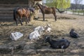 Farm animals spending relaxing time together, horses and goats in springtime Royalty Free Stock Photo