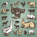 Farm animals vintage set (vector) Royalty Free Stock Photo