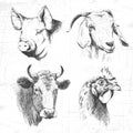 Farm animals vintage set, vector. Royalty Free Stock Photo