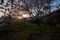 Wakan apricot farm Oman Royalty Free Stock Photo