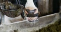 Cow eating hay in farm barn agriculture. Dairy cows in agricultural farm barn, stable. Royalty Free Stock Photo