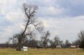 Farm with barns and equipment in early spring with trees still bare of leaves and cows in the pasture under dramatic sky Royalty Free Stock Photo