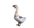 Farm big domestic goose, Ukrainian breed. Isolated on white background Royalty Free Stock Photo