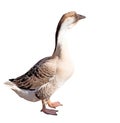 Farm big domestic goose, Ukrainian breed. Isolated on white background Royalty Free Stock Photo