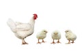 Farm bird chicken hen and three little yellow chicken isolated o