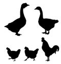 Farm bird silhouettes collection on white Royalty Free Stock Photo