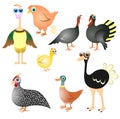 Farm birds collection Royalty Free Stock Photo