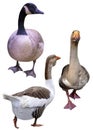 Farm birds geese ducks Royalty Free Stock Photo