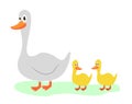 Farm birds geese. Goose and gosling. White duck vector, cartoon duck