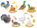 Farm birds. Poultry chicken, goose duck bird and turkey family nest isolated cartoon vector set Royalty Free Stock Photo